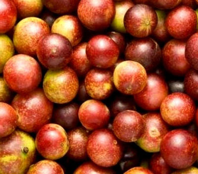 Camu camu