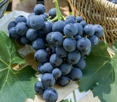 Uva borgoña